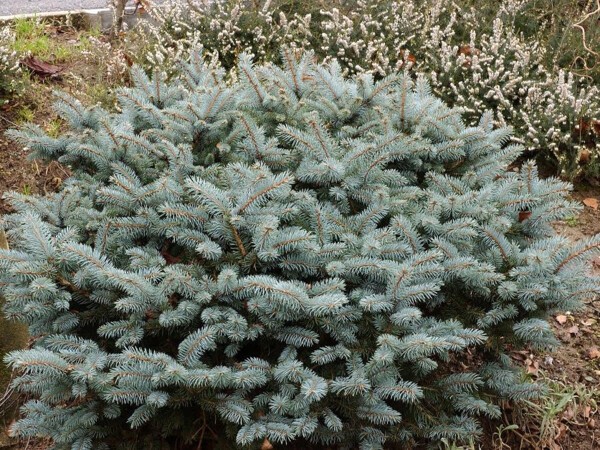 Epicéa bleu du Colorado nain, Sapin bleu nain