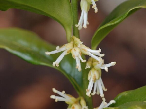 Sarcococca confus