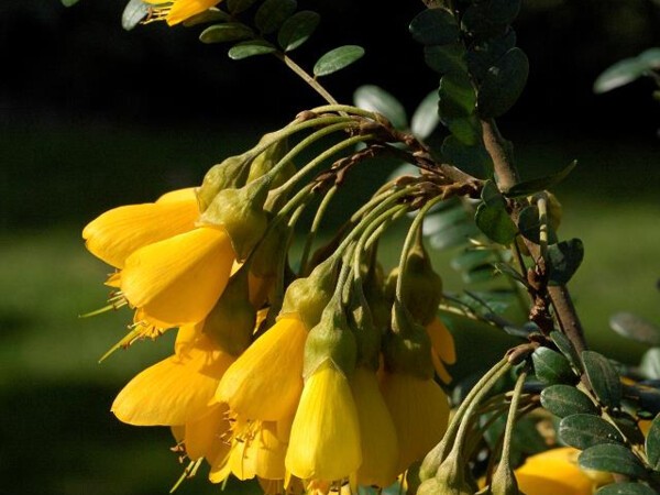 Sophora SUN KING®