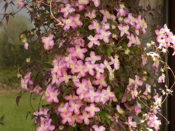 Clématite de l'Himalaya Tetrarose