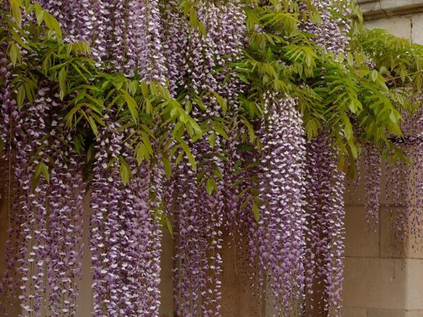 Glycine du Japon à longues grappes