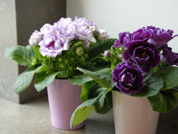 Le gloxinia des fleuristes