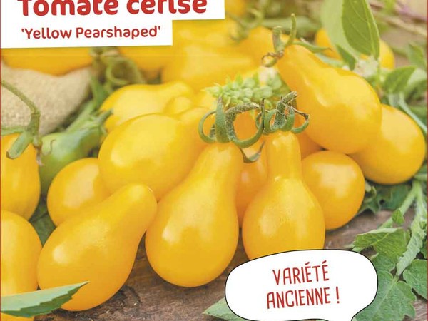Tomate cerise Yellow Pearshaped