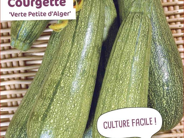 Courgette Verte Petite d'Alger