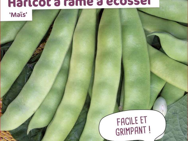 Haricot à rames à écosser Maïs