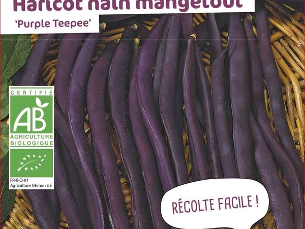 Haricot nain mangetout Purple Teepee