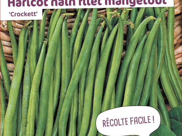 Haricot nain filet mangetout Crockett