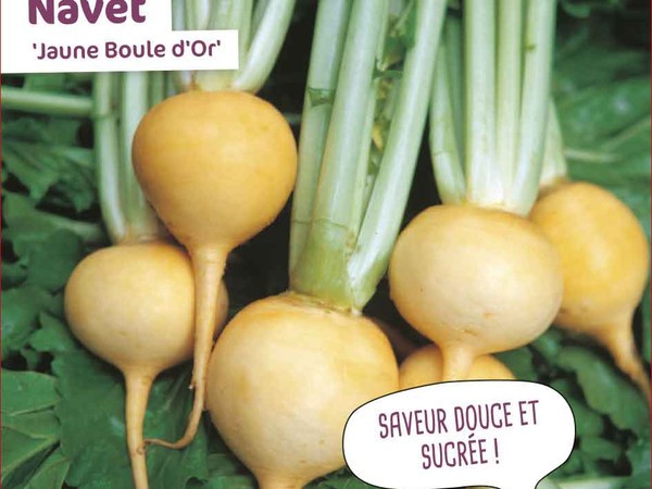 Navet Jaune Boule d'Or