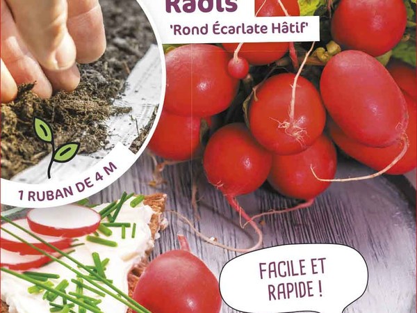 Radis Rond écarlate hâtif