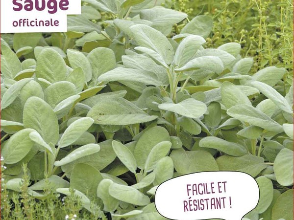 Sauge Officinale