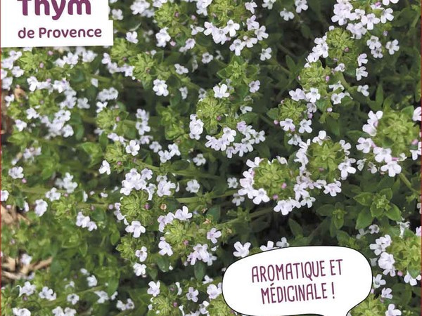 Thym de Provence