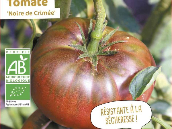 Tomate Noire de Crimée