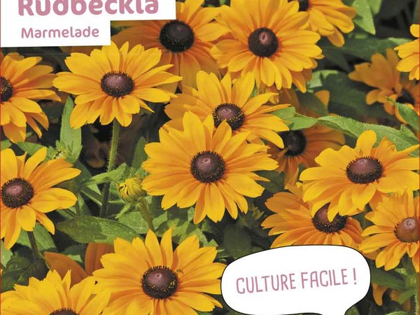 Rudbeckia  Marmelade