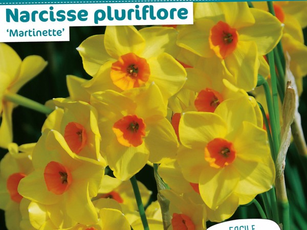 Narcisse pluriflore Martinette