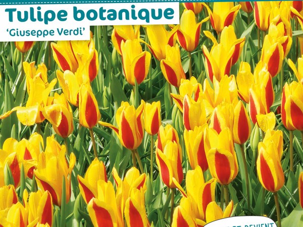 Tulipe botanique 'Giuseppe Verdi'