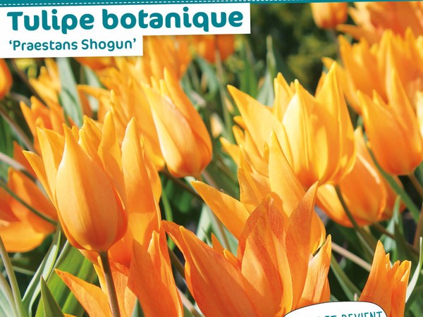 Tulipe botanique 'Praestans Shogun'