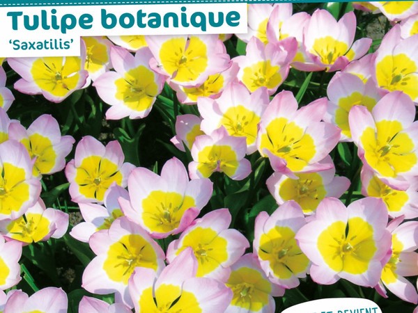 Tulipe botanique 'Saxatilis'