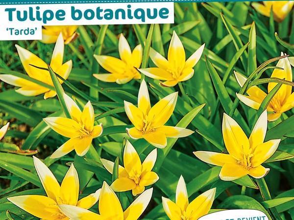 Tulipe botanique 'Tarda'