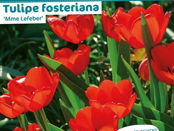 Tulipe fosteriana 'Mme Lefeber'