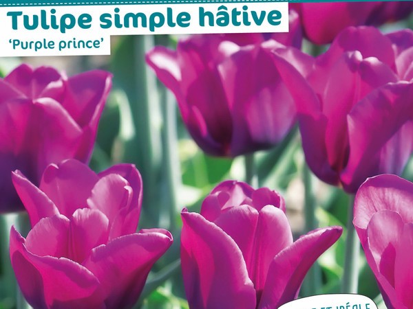 Tulipe simple hâtive 'Purple prince'