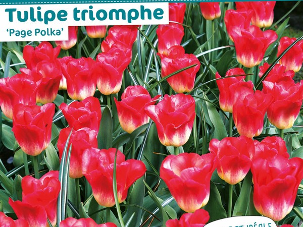 Tulipe triomphe 'Page Polka'