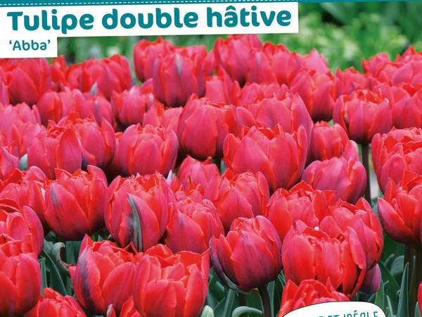 Tulipe double hâtive 'Abba'
