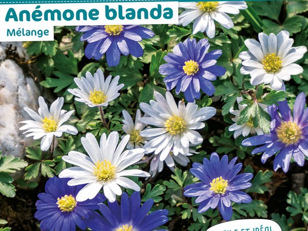 Anémone blanda Mélange