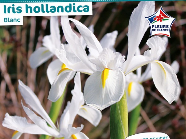 Iris hollandica Blanc