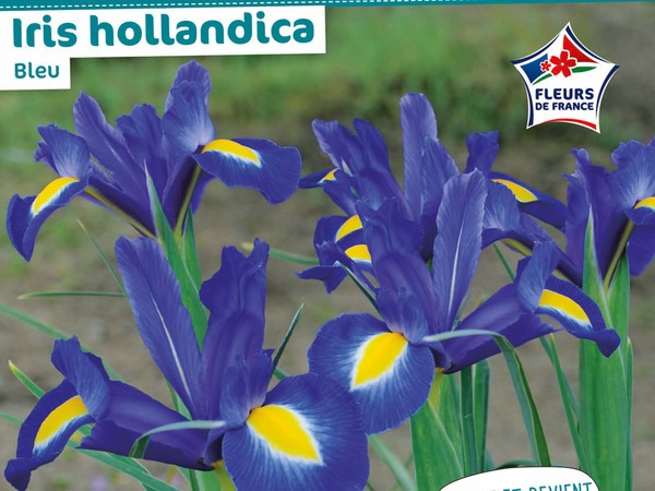 Iris hollandica Bleu