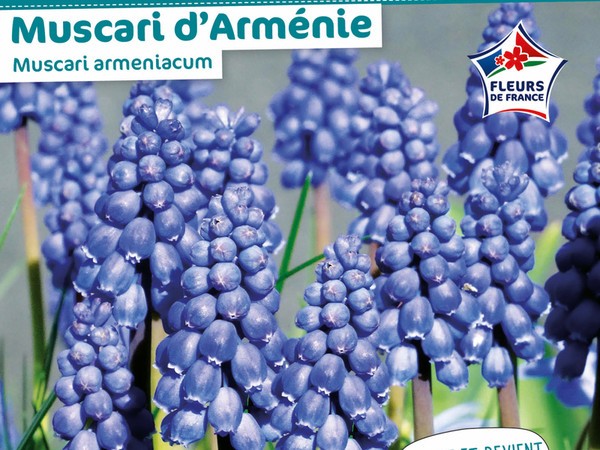 Muscari d'Arménie Muscari armeniacum