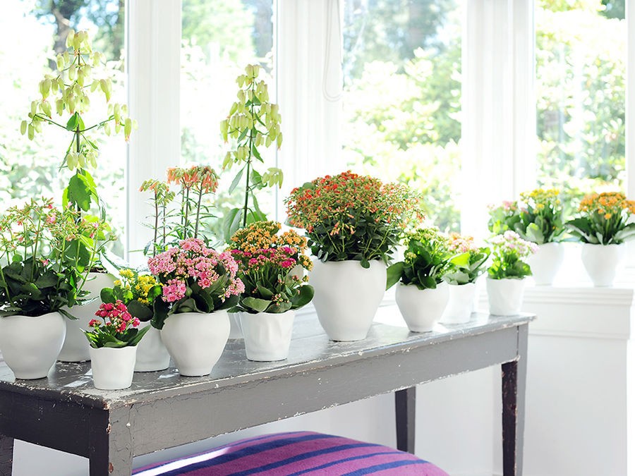 BIEN CHOISIR VOS PLANTES D'INTERIEUR