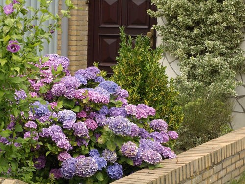 POURQUOI VOS HORTENSIAS CHANGENT DE COULEUR ?