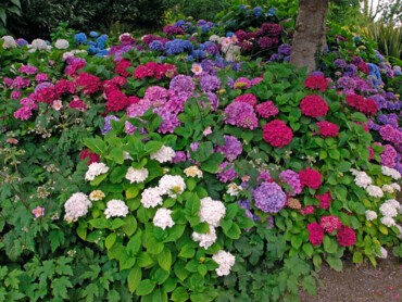 pourquoi les hortensias changent de couleur