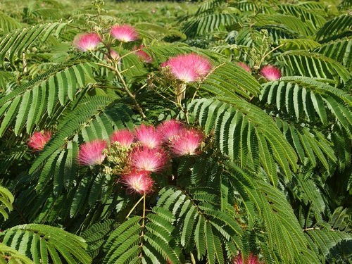 TOUT SAVOIR SUR ... LES PLANTES RÉSISTANTES A LA SÉCHERESSE