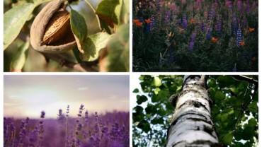 visuel plantes sécheresse