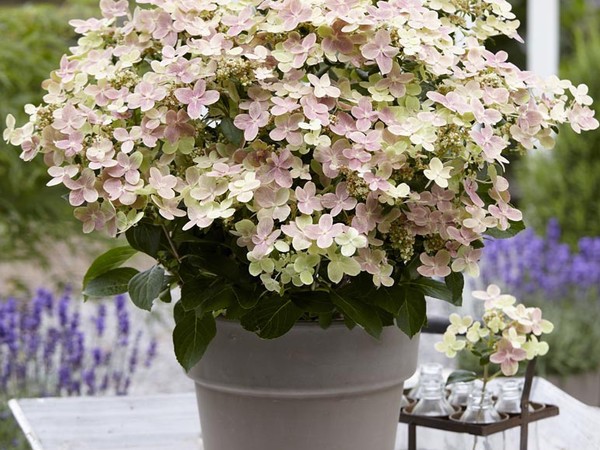 Hydrangea paniculé POLESTAR®