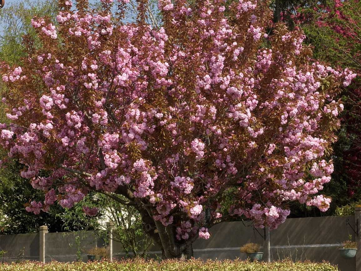 visuel arbres petit jardin