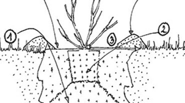 Les différentes étapes pour planter
