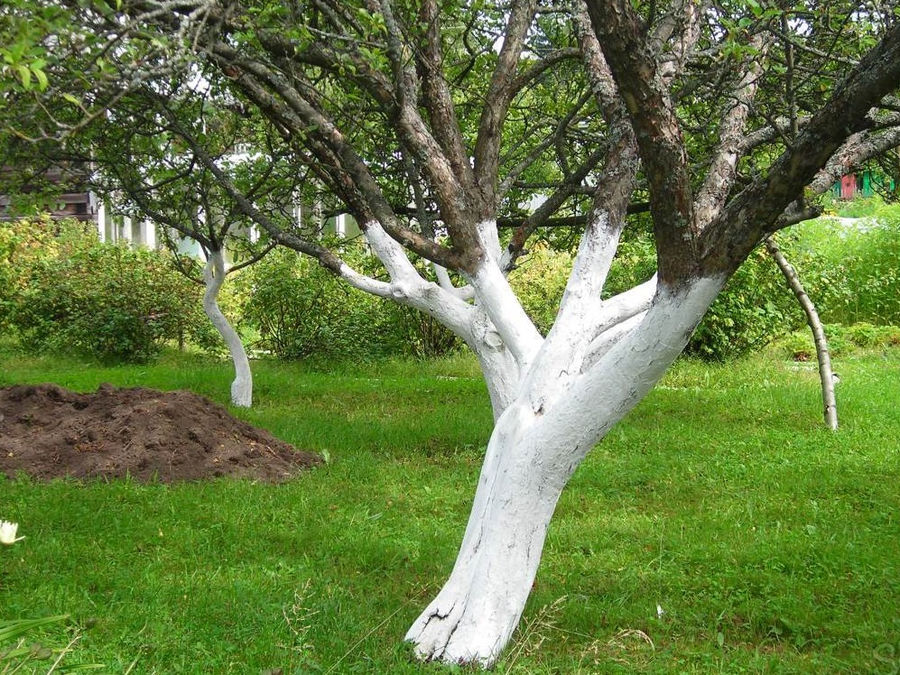 POURQUOI ET COMMENT CHAULER LES ARBRES FRUITIERS ?