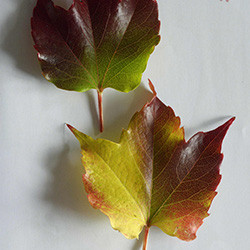 Parthenocissus tricuspidata ou vigne vierge