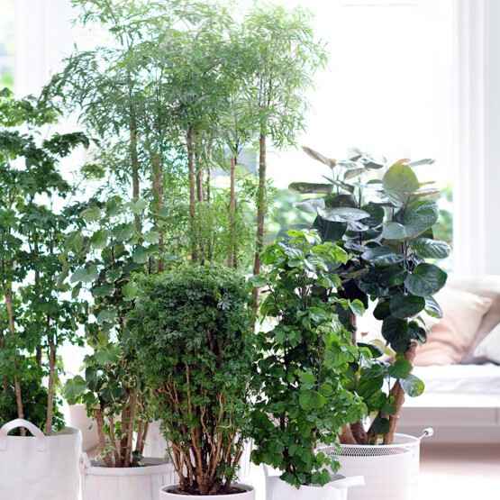 Entretien Plantes d'Interieur