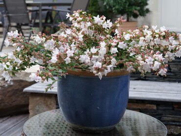abelia grandiflora