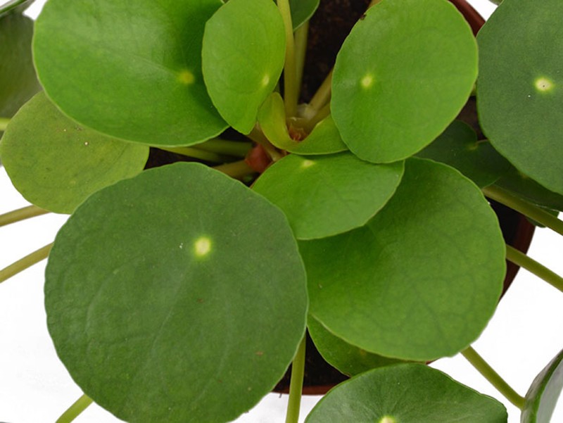 Pilea-peperomioides.jpg