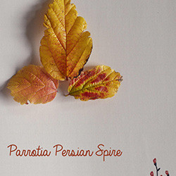 Parrotia Persian Spire