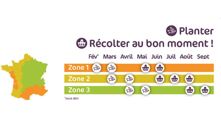 Périodes de plantation et récolte de pommes de terre
