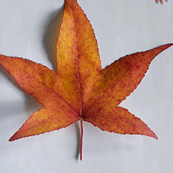 Liquidambar ou Copalme dAmérique