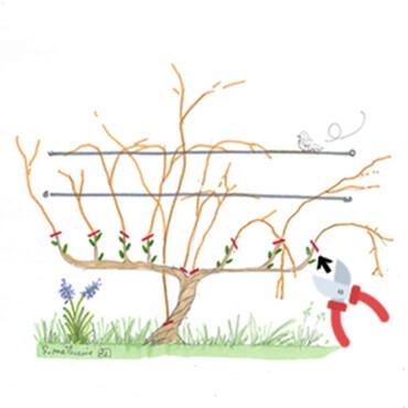 Taille de la vigne sur grillage