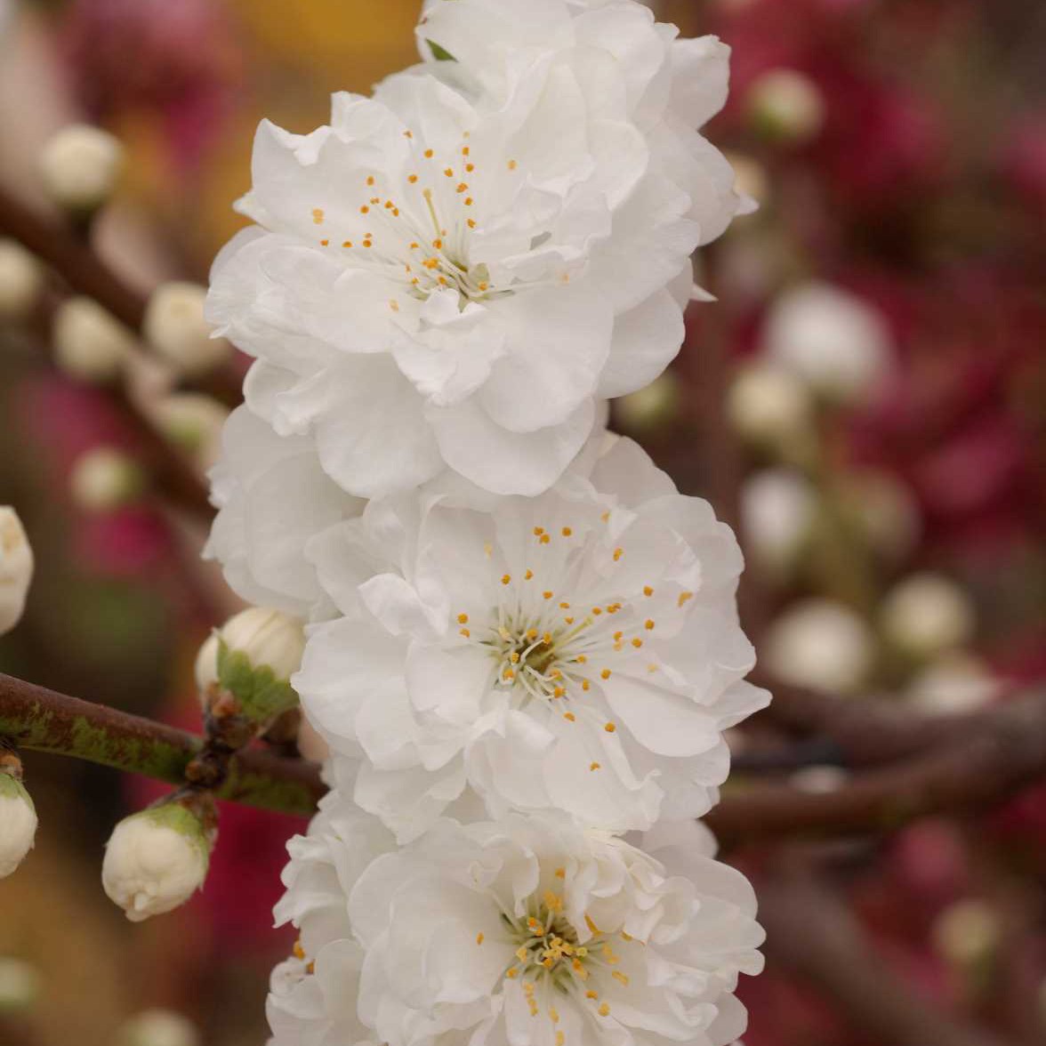 PRUNUS persica TAOFLORA® WHITE 'Mintao2'