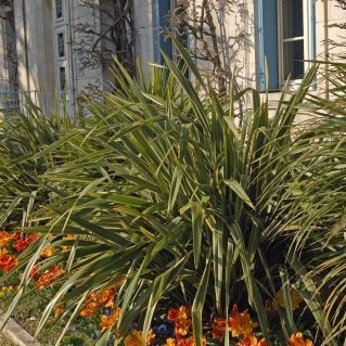 bordures de jardin