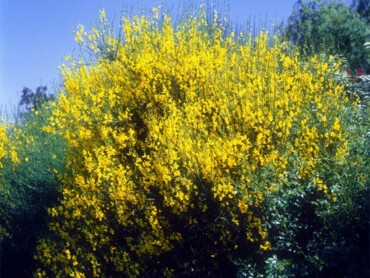 genêt d'Espagne